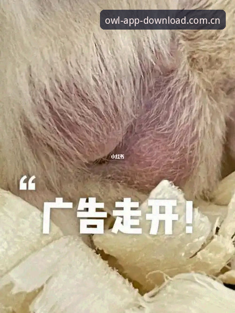 资深用户分享猫头鹰体育APP下载安装实战经验，教你避开陷阱找到官方正版